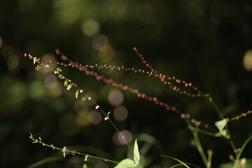 ミズヒキの小さな赤い果実