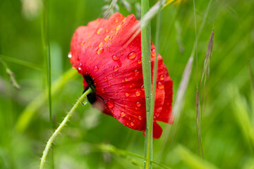 Klatschmohnbl&uuml;te