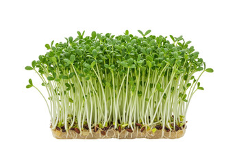 Isolated bunch of alfalfa sprouts, young alfalfa sprouts on substrate in daylight. Food