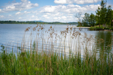 Schilf am Seeufer
