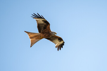Rotmilan im Flug