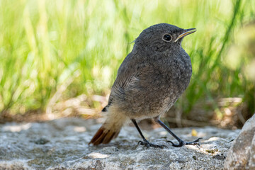 Hausrotschwanz Jungvogel 