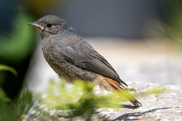 Hausrotschwanz Jungvogel 