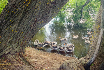 water's edge, in the shade of foliage, a group of ducks waits out the hot afternoon