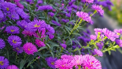 Obraz premium Lush and beautiful purple aster beds blooming in the summer garden.