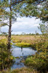 Moorlandschaft in der Lüneburger Heide