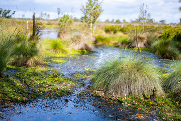 Moorlandschaft in der Lüneburger Heide