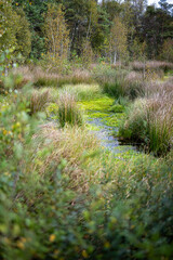 Moorlandschaft in der L&uuml;neburger Heide