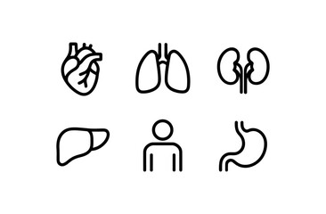 Obraz premium Minimalist line art of human organs and body outline for medical use