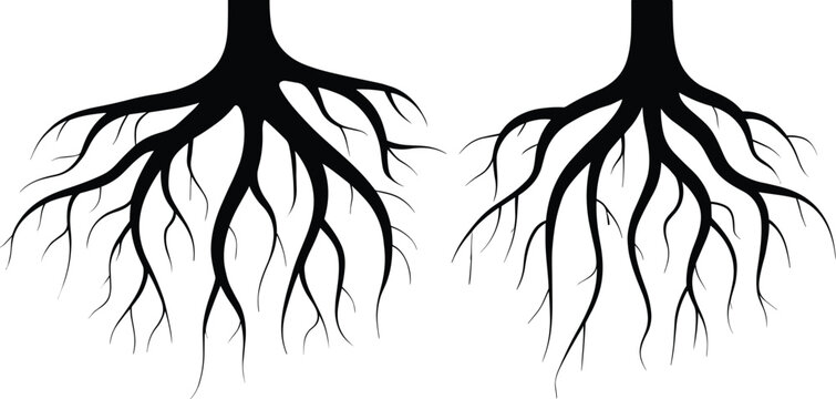 Black and white vector illustration of two symmetrical tree root systems, natural growth concept, detailed organic design for nature artwork