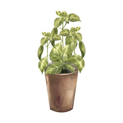 Obraz premium Fresh basil spices in brown pot watercolor illustration. Hand drawn home plant clipart with aromatic herb spices painting for culinary book,poster, menu card, eco vegan sticker design