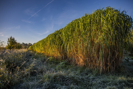 Angebautes  Miscanthus  Gras in einem Feld zur Entw&auml;sserung