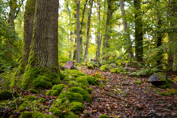 Wanderweg am Felsenpfad im Odenwald