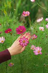 Woman's hand with beige nail polish manicure and purple cosmos flower between fingers as ring on pink floral meadow background. Beauty or hand care concept