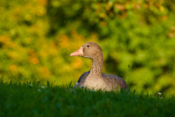 Wildlife portrait of greylag goose on grass during warm autumn evening