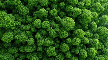 Dense lush green forest canopy with vibrant tropical trees and natural foliage seen from top aerial view