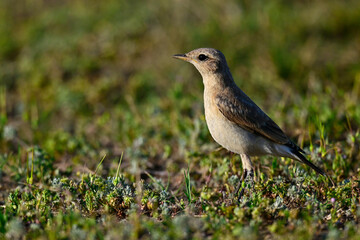Isabellsteinschmätzer - Weibchen // Isabelline wheatear - female (Oenanthe isabellina)