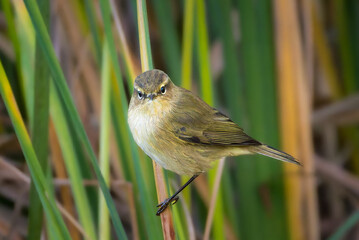 Common Chiffchaff perched on a branch in the morning light