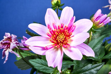 Fototapeta premium details of blooming dahlia flower in garden during summer