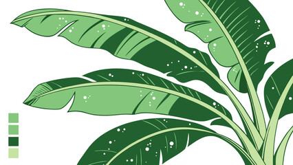 Banana Leaf Illustration on White Background.