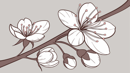 Botanical illustration of cherry blossoms on a branch graphic design.