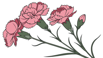 Carnation Flowers on White Background Botanical Illustration.