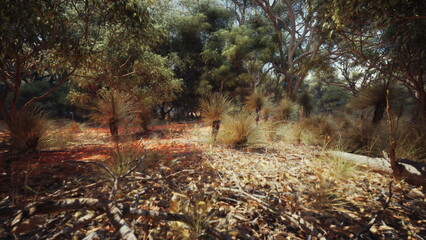 Bright sunlight filters through the trees, creating a peaceful scene in a lush forest. Native plants and grasses add texture to the ground, showcasing the beauty of the outdoors.