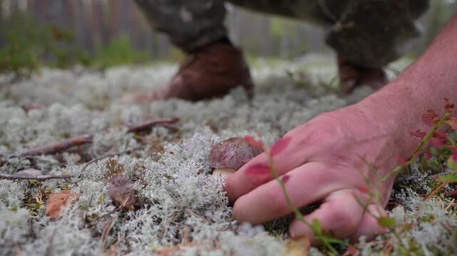 Male hand harvests a bolete growing in pale moss. The cap emerges as the lichen parts. Natural woodland ground, macro perspective with shallow depth of field.