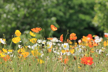 全盛期のポピー畑