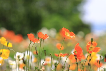 全盛期のポピー