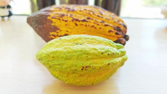 Cocoa Large sized  Isolated on the table.