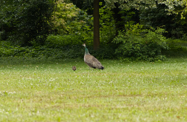 Female peacock with chick. Peacock with one chick on the grass under the trees in the park. Castle park with peacocks.