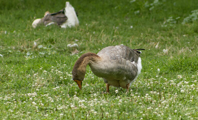 Grazing goose duck on fresh grass. Goose duck in the grass. Domestic breeding poultry.