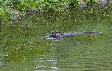 Muskrat swimming in the river. Portrait of a muskrat in the river. Shot of the back and top of the head of a swimming muskrat. Wild muskrat in the river.
