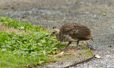Brown baby peacock in the park. Baby peacock on the sidewalk in the park. Portrait of a small peacock. Baby of an exotic and beautiful bird. Stray baby without the accompaniment of its mother.