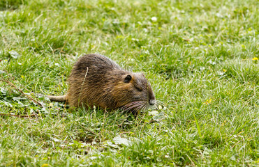 Portrait of a wild adult muskrat in the grass. A wet muskrat that has climbed out of the river and is grazing on fresh green grass. An aquatic mammal grazing on fresh grass.