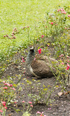 Adult female peacock sitting in a flowerbed in the park and hiding small peacock chicks under her. Chicks in nature. Exotic bird in the park. Motherhood and protection of chicks in nature.