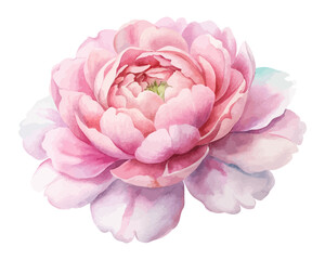 Elegant Pink Peony Watercolor Painting for Greeting Cards 