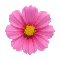 Obraz premium Pink cosmos flower featuring a yellow center and broad, open petals.