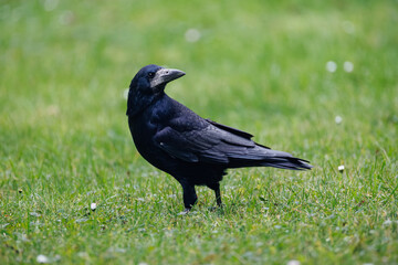 crow on the grass