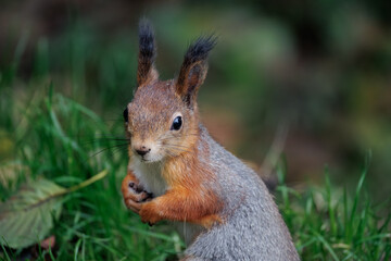 squirrel eating nut