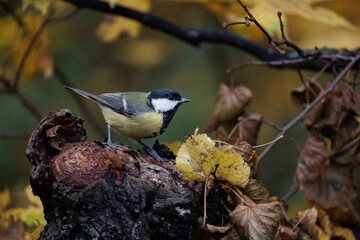 great tit parus major