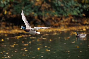 seagull flying in the sky