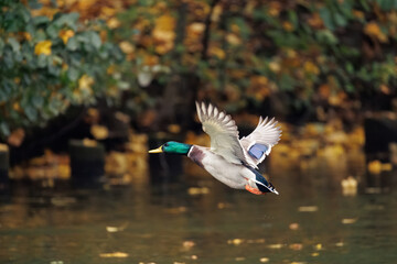 duck in flight