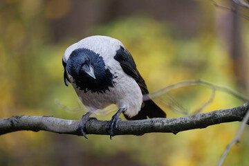 great tit parus major