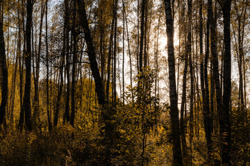 Sun setting through birch tree trunks in forest. Golden light illuminating autumn landscape in grove. Natural scenic view for wallpaper design.