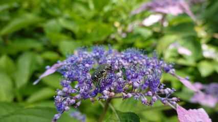 美しいアジサイの花