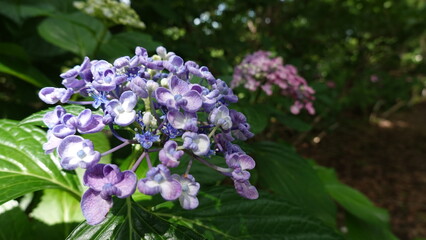 美しいアジサイの花