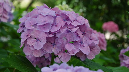 美しいアジサイの花