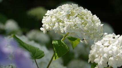 美しいアジサイの花